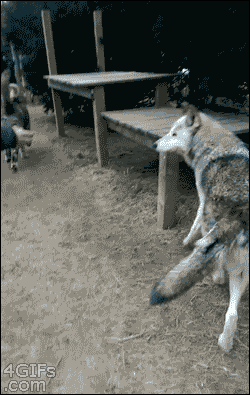 That moment when you hope the wolf isn’t too hungry. [via]