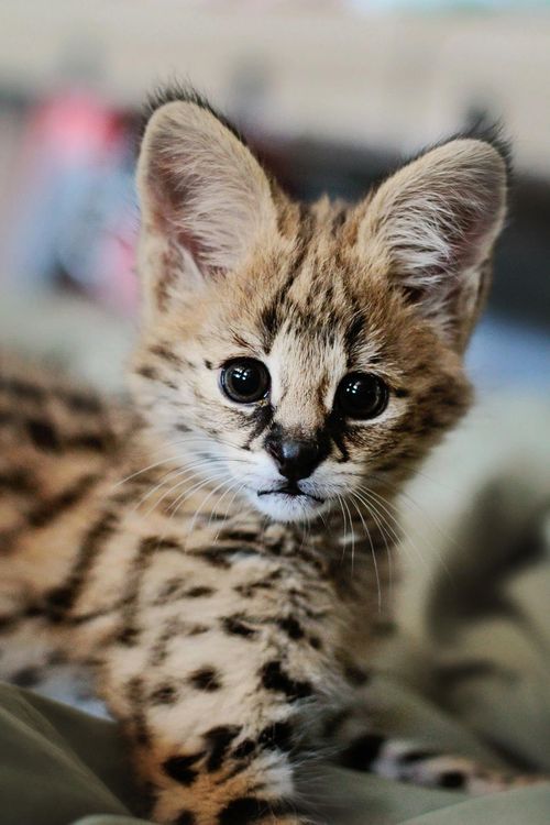 Meet Sheldon the Playful Serval Cub at Point Defiance Zoo