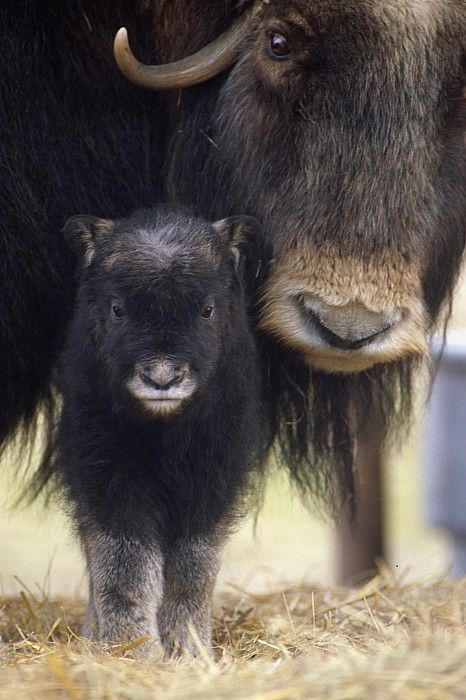 natures-paintbox:

Musk Ox