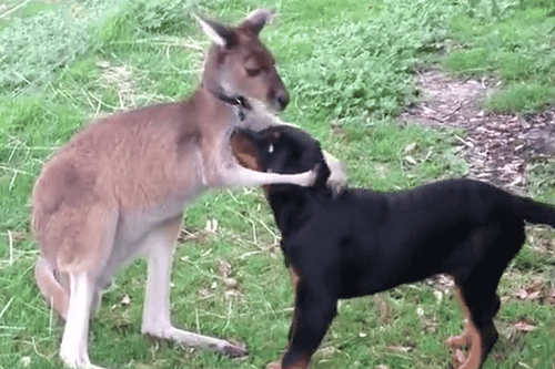 Kangaroo and Dog showing their love for each other - Amazing - YouTube