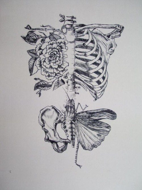 skeleton art on Tumblr