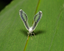 Long-winged Derbid Planthopper (Proutista sp., Derbidae), upside-down