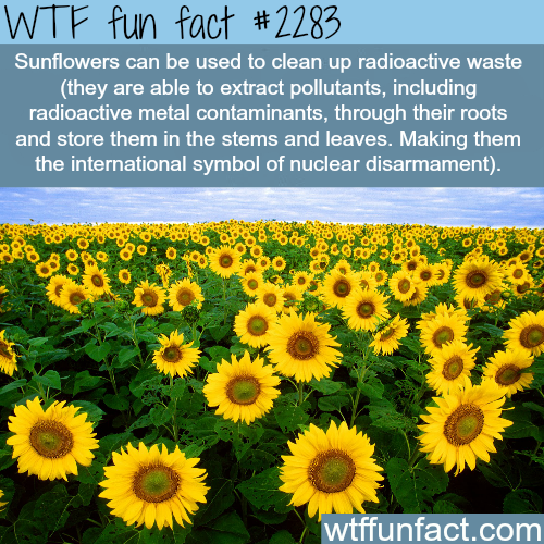 Sunflowers and nuclear disarmament - WTF fun facts