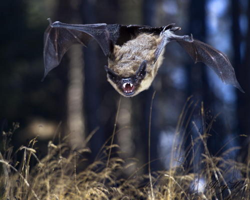 phototoartguy:

SMILE FOR THE CAMERA by Roy Hancliff.
“I am lucky enough to have many Brown Bats on my property and have even built a special Bat Box for them.They intrigue me and have often thought what if ????. This was to be a technical challenge, hope you like it as much as we do.”
Thank You, Roy!
royhancliff
