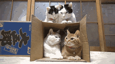 [Image: A GIF of four cats sitting on and in a box - two black and white spotted on top, and one ginger and one ginger and white on the bottom inside the box.  A fifth cat, who has been hidden behind the two cats in the box, backs out of it butt first and steps over the ginger cat.]