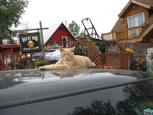 historical-nonfiction:

For the past 17 years, Talkeetna, Alaska has been run by a most unusual mayor — a cat named Stubbs.
Local merchant Lauri Stec discovered him in her parking lot in 1997 and dubbed him Stubbs because he lacked a tail; he was named honorary mayor of the 900-resident town shortly afterward, and Stec’s general store is now his mayoral office. Apparently he’s a bit demanding on the store’s employees, always wanting to climb on counters and be taken outside. 
His constituents have been largely pleased with his 17-year reign. “He doesn’t raise our taxes,” Stec said. “We have no sales tax. He doesn’t interfere with business. He’s honest.”

