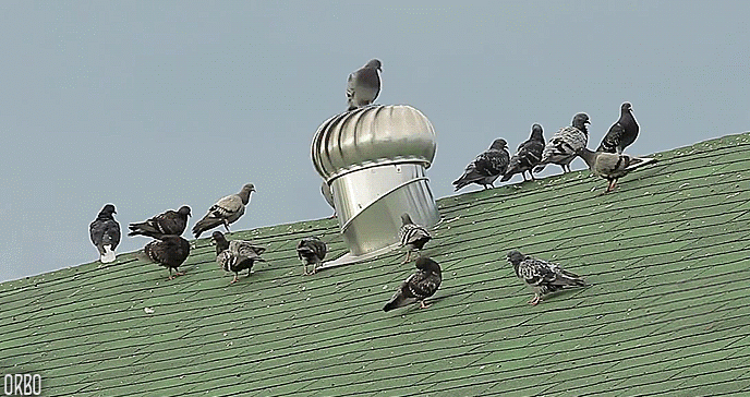 columbidae pigeon gif | WiffleGif