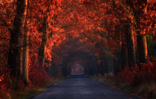 
Autumn Alley, by Pawel Uchorczak 