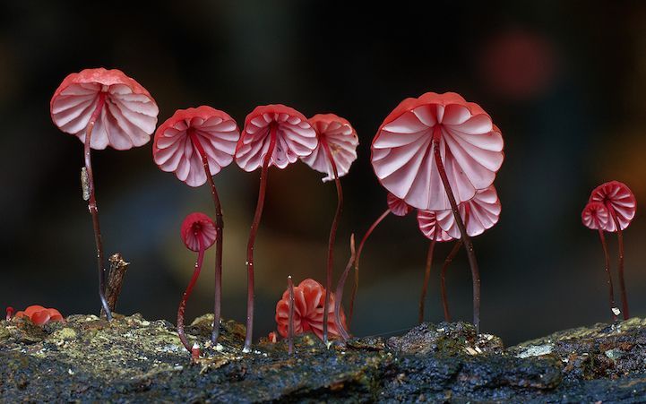 love02bthings:

Rare Mushroom photo reveal the visual diversity of fungi
