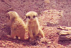 cutestcorner:

Baby meerkat
