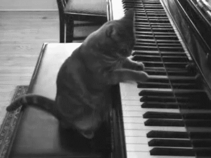 black and white piano cat gif