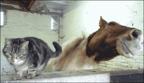 4gifs:

Cat and horse BFFs. [video]
