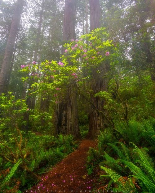 unwrittennature:


Redwoods Trail

Jesse Estes


