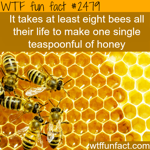 8 bees make a spoon of honey in their life time - WTF fun facts