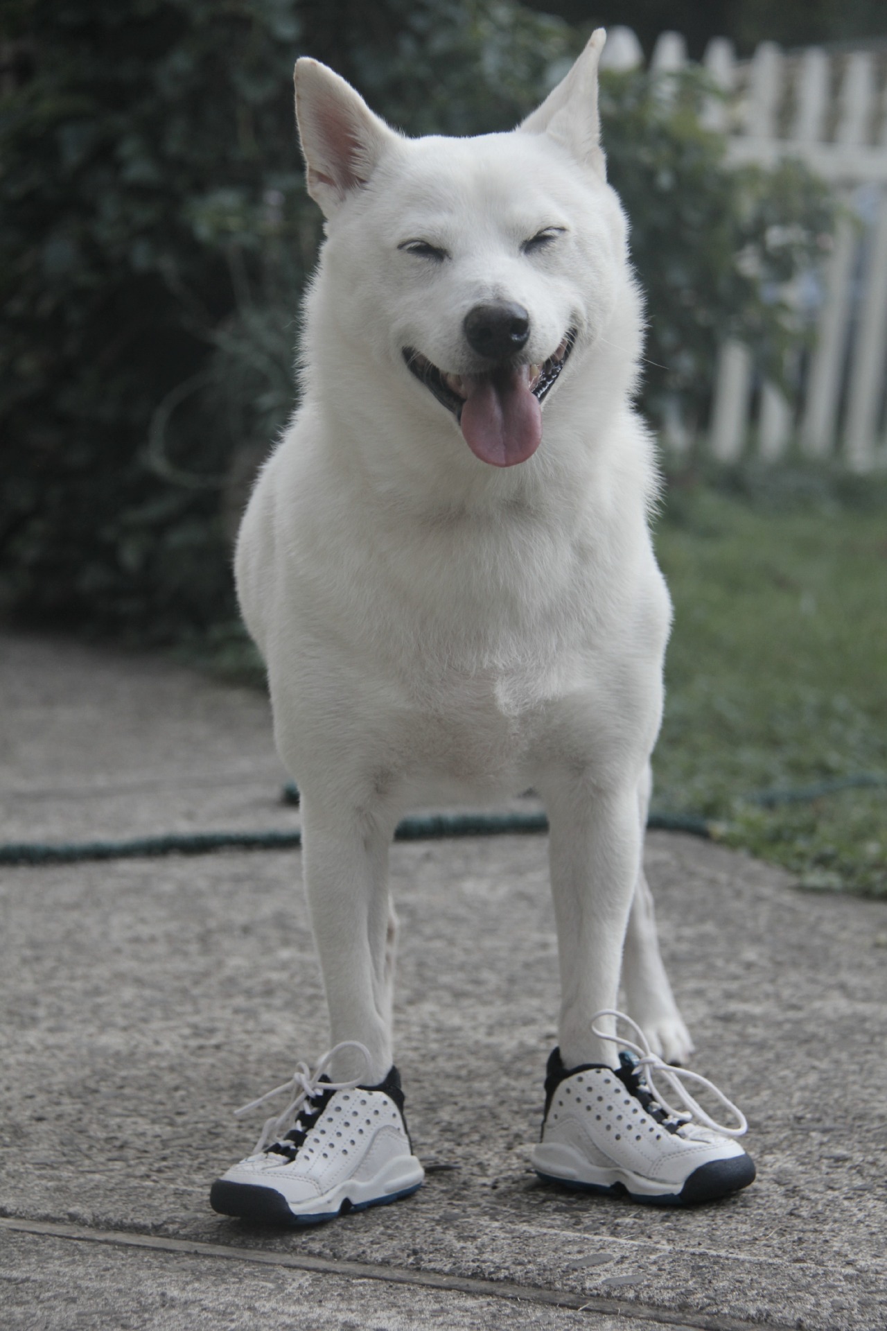 LOL dog swag funny cute tumblr shoes hipster famous nike