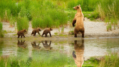 Grizzly Sow with 3 Cubs by wapiti8 on Flickr.