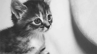 cute kittencat<3