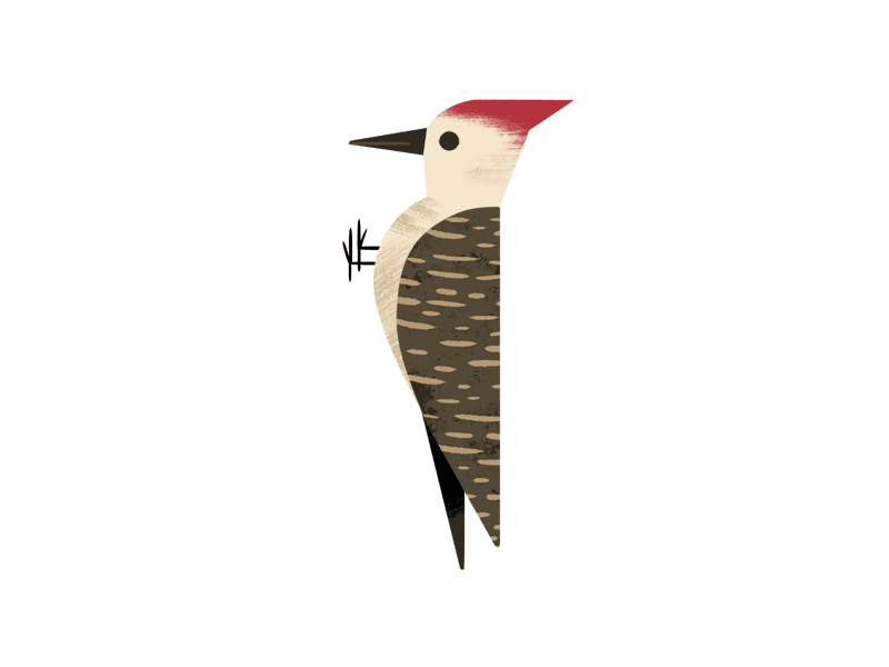 kolbisneat:

All will be revealed soon enough but here’s a super secret GIF of a woodpecker doing what a woodpecker does best.
