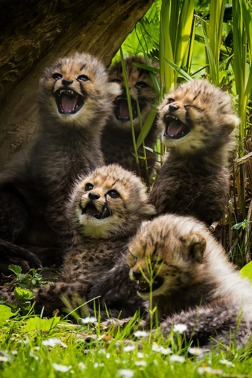 the-cute-creatures:

little cheetahs by Martin Frehe Click here for more cute creatures!