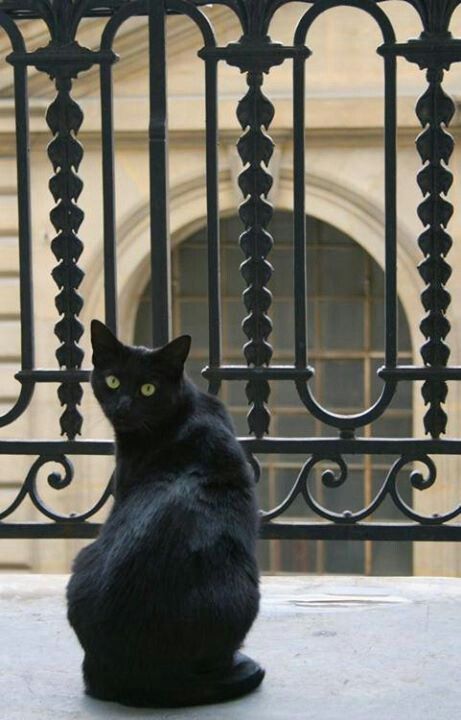 =^._.^=, CUTE BLACK CAT, WANT TO EAT THE KITTY CAT,SO ... / Black cats