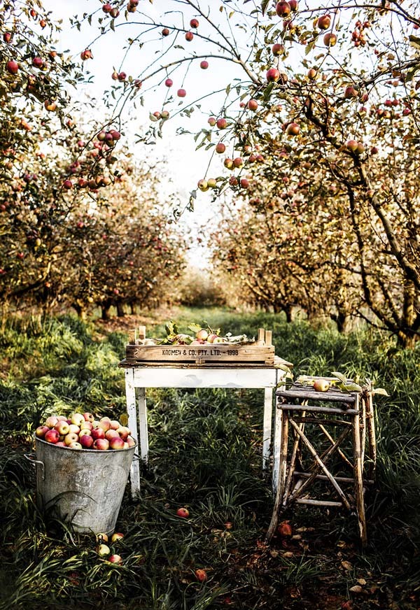 coffee-and-wood:

orchard.
