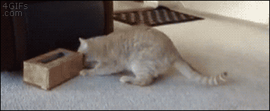 猫「一番ふっくらなハードおしえろ」 [無断転載禁止]©2ch.net YouTube動画>6本 ->画像>565枚 