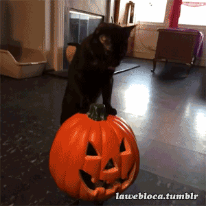 halloween funny cat gif | WiffleGif