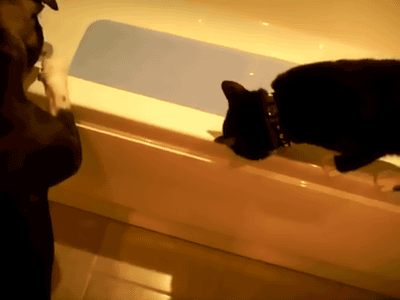 cineraria:
Dog baths cat (Original) - YouTube