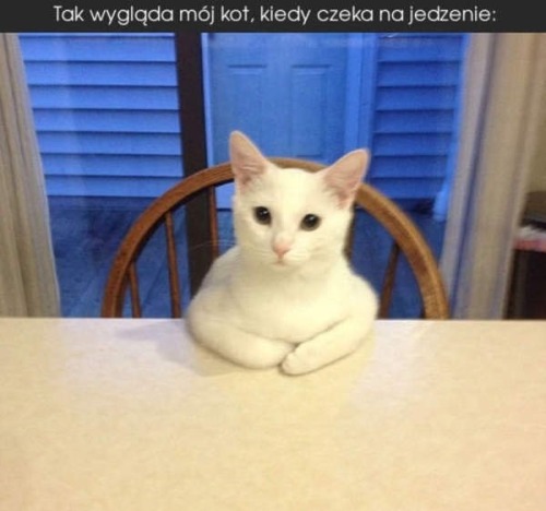 Kotek czekający na jedzenie