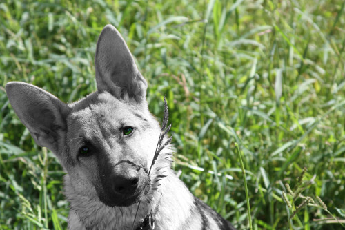handsomedogs:

Ryan Krieger (ThuhWolf) - German Shepherd (Kayne) Purebred————I love my pup :)
