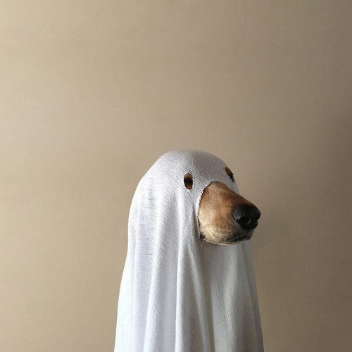 spookasaur:

IM LAUGJING SO HARD the picture looks so sleek and professional with the lighting but ITS A SPOOKY DOGE