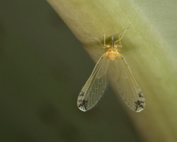 Long-winged Derbid Planthopper (Derbidae)
