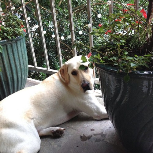 My dog looks happy sitting in the balcony surrounded by planters from @homegoods :) #pots #homegoodshappy #homegoods #happy #love #cute #balcony #garden #planters #decor #yellowlab #mydog