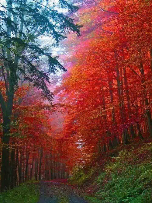 Autumn Forest, Saxony, Germany ... / Fall