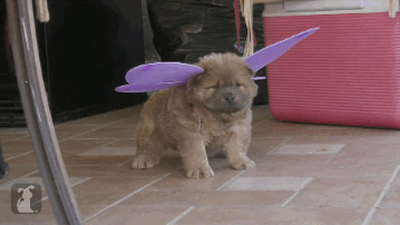 thepetcollective:Ever see a Chow Butterfly before? 