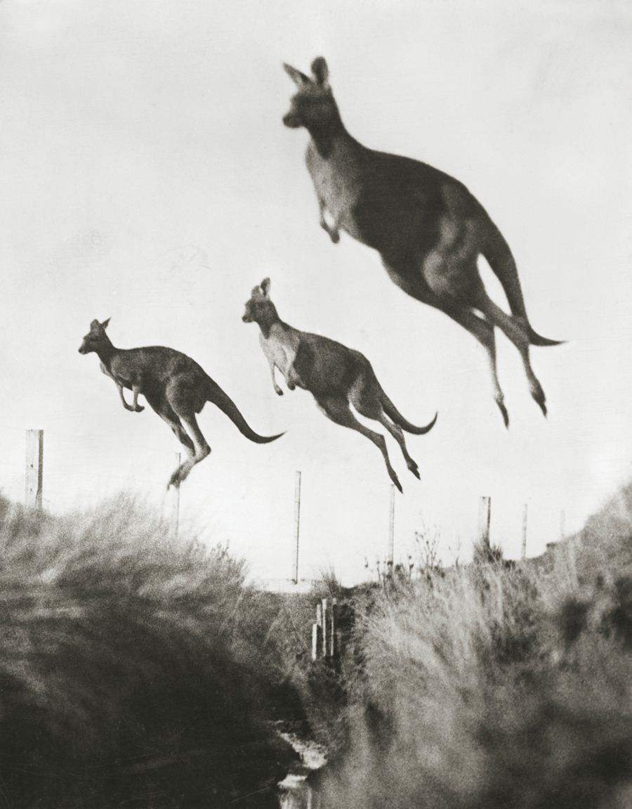 natgeofound: kangourous se propulsent avec puissantes pattes arriÃ¨res.  Australie, DÃ©cembre 1926.Photograph par Wide World Photos Inc.