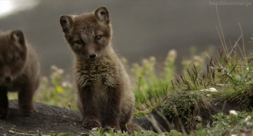 i think this is a fox cute animals gif | WiffleGif