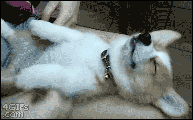 Corgi puppy doesn&#8217;t wanna wake up