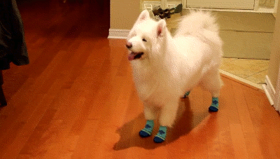 11 Pets Who Genuinely Believe They Are Toys Not Pets - You'll Want to Hug #4 8