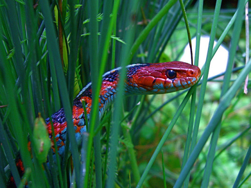 california-red-sided-garter-snake2
