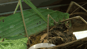 Giant Malayan Katydid (Macrolyristes corporalis)
video source