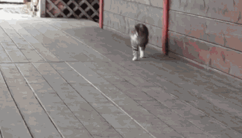 nathanielemmett:

stoned-levi:

sirenlovesong:

ariannagrandeofficial:

big-chicken:

cat cat cat cat cat cat cat cat cat

this cat lives in a show horse barn which is why it walks and runs that way

THIS CAT THINKS ITS A HORSE

horse horse horse horse horse horse horse

This is so freaking adorable.