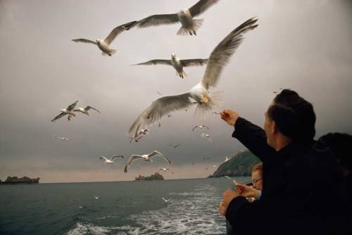 
Gulls take food from travelers on a passenger boat off the Channel Islands, Great Britain, May 1971.Photograph by James L. Amos, National Geographic

