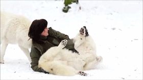 disgustinganimals:    hojasenblanco:    Dangerous wolf    THAT POOR WOMAN  