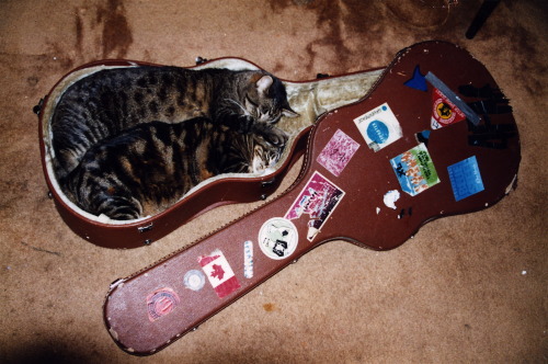 
My old cats, Tom and Little, always slept together in a guitar case. They both lived for seventeen years and my family is still convinced that they were in love. Little was perfectly healthy when Tom died, but a week after his death she stopped eating and would hide behind couches and in corners all day. Within a month, she passed away too. They are buried side by side in our garden.
