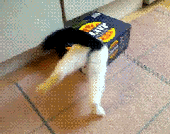 iwontgiveuponmyself:

Lol!!

[Image: A GIF of a cardboard box of the type that juice and soda cans come in.  A black and white cat’s hind legs and tail are sticking out the opening in the corner, kicking and trying to get the cat fully into the box.]