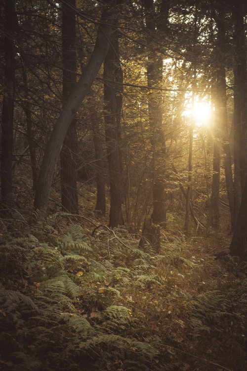 
the woods - when we wander by (Colin Gallagher) | Website
