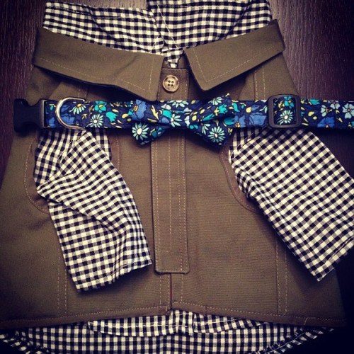 Rover outfit inspired by the rainy, Fall like weather we are getting in Toronto - fieldworkers vest, gingham shirt and blue floral bow tie collar!