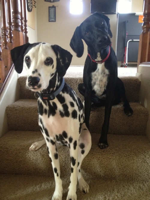 handsomedogs:

Lola our German Shorthaired Pointer and Ollie our Dalmatian guarding the stairs.
by Lobos82
