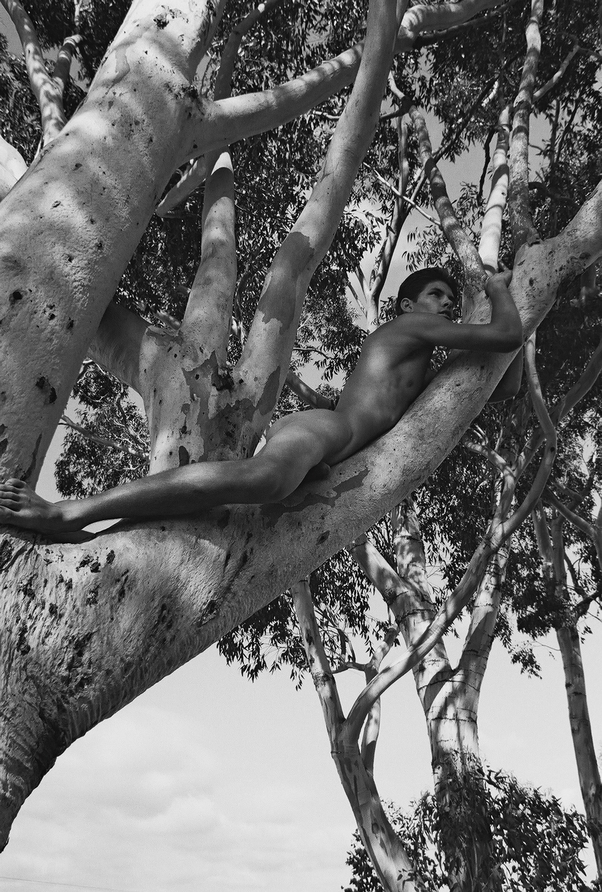 November 14, 2013   Nude Tree
Naked on a limb